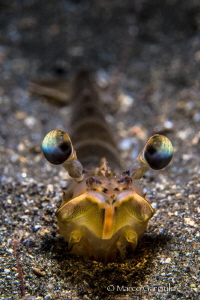 Paeneus keraturus #2 by Marco Gargiulo 